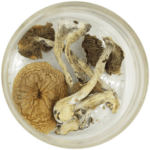 African Cubensis (Panaeolus africanus) | Where To Buy Shrooms Canada