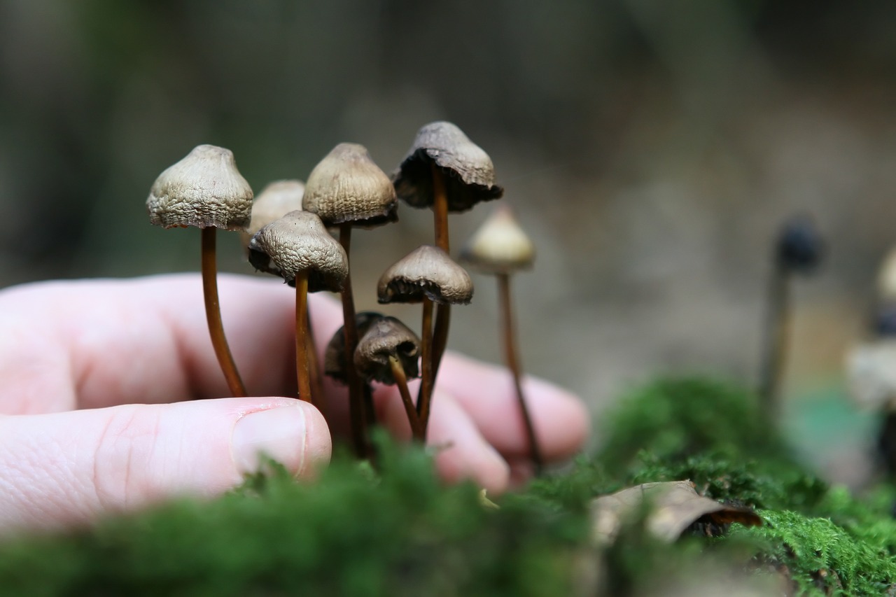 Cultivating Magic Mushrooms: The Role of Mycelium