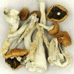 Creeper | Where To Buy Shrooms Canada