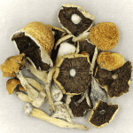 Penis Envy Cubensis | Where To Buy Shrooms Canada
