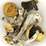 Thai Elephant | Where To Buy Shrooms Canada