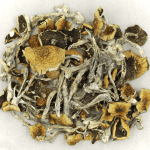 Daddy Long Legs | Where To Buy Shrooms Canada