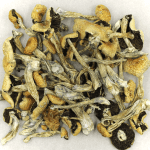 Puerto Rican | Where To Buy Shrooms Canada