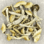 Blue Magnolia Rust | Where To Buy Shrooms Canada