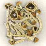 Texas Yellow Cap | Where To Buy Shrooms Canada