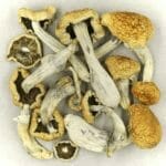 Vietnamese | Where To Buy Shrooms Canada