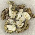 White Burma | Where To Buy Shrooms Canada