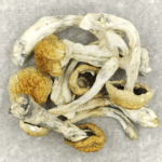 Chitwan Nepal | Where To Buy Shrooms Canada