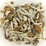 Florida White | Where To Buy Shrooms Canada