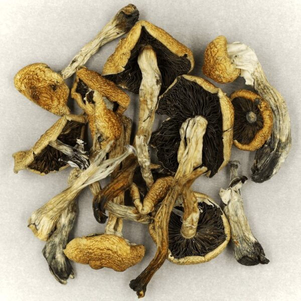 Malabar | Where To Buy Shrooms Canada