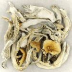 Treasure Coast | Where To Buy Shrooms Canada