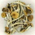 Mexicana | Where To Buy Shrooms Canada