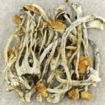 Amazonian Cubensis | Where To Buy Shrooms Canada
