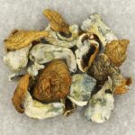 King Kong | Where To Buy Shrooms Canada