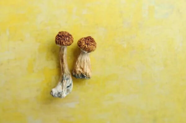 9 Essential Facts to Grasp Before Attempting Lemon Tek