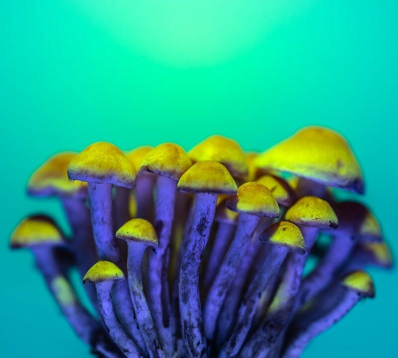 LSD Edibles | Where To Buy Shrooms Canada