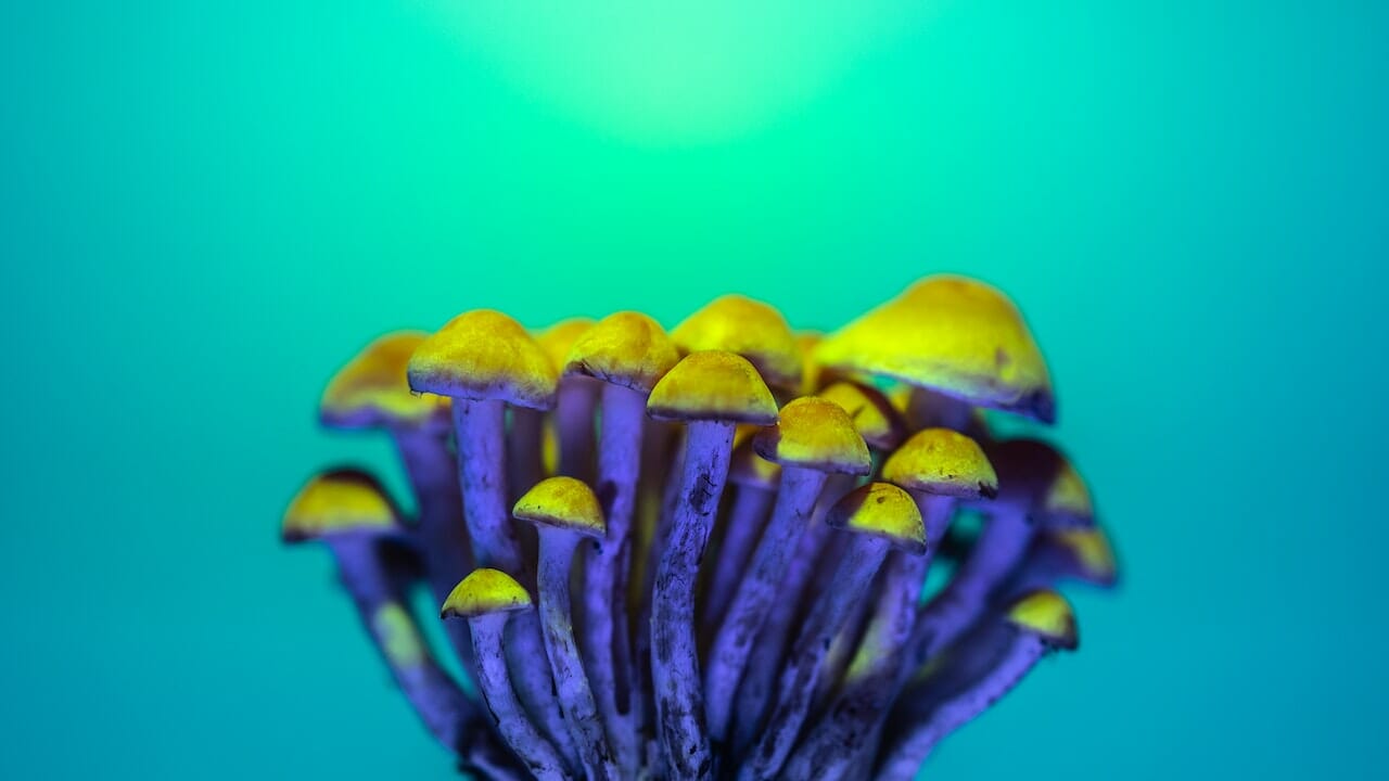 Understanding Psychedelic Chemistry: The Potential of LSD Edibles