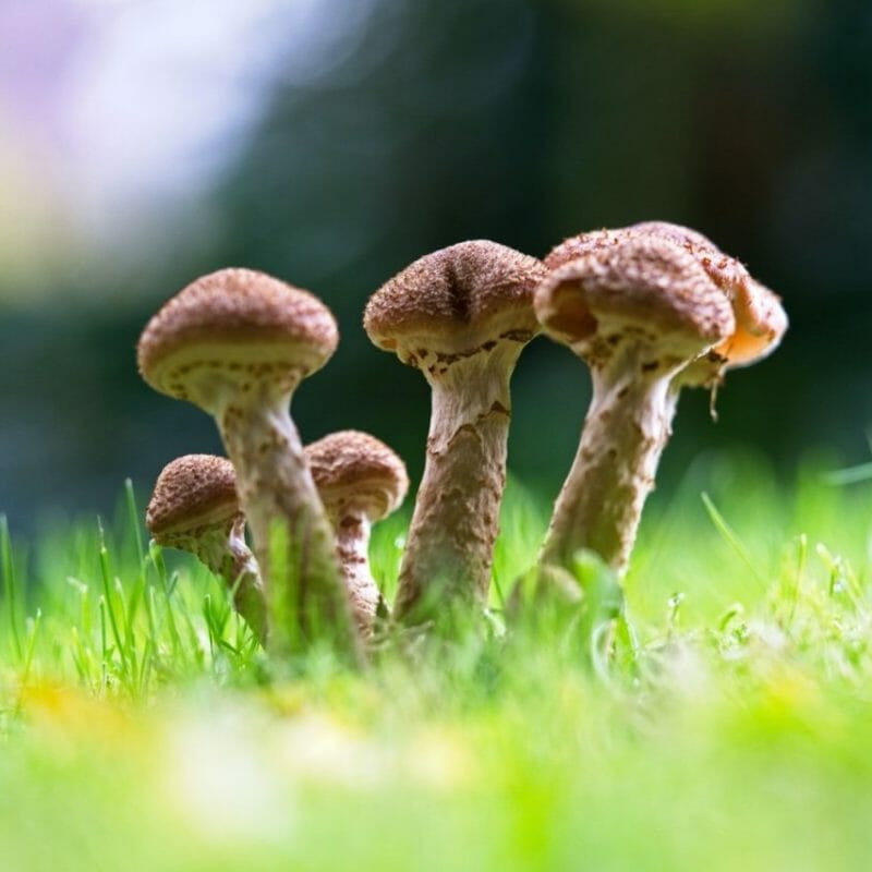 Mushroom Dispensary | Where To Buy Shrooms Canada