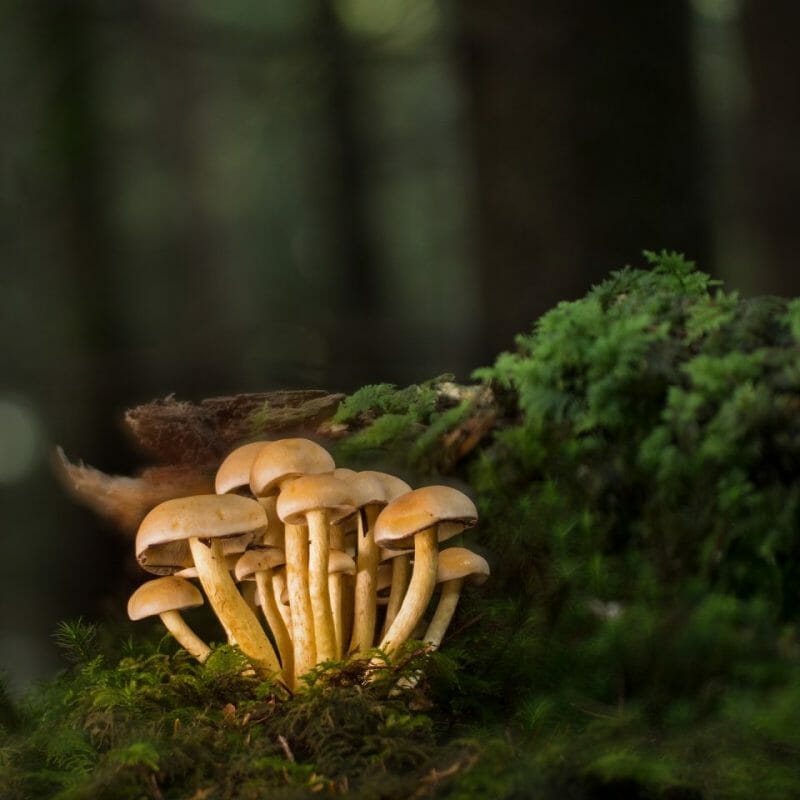 Strongest Mushroom Strains | Where To Buy Shrooms Canada