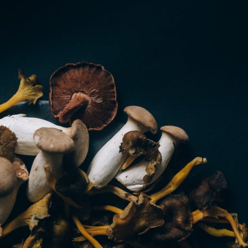 Dried Shrooms | Where To Buy Shrooms Canada