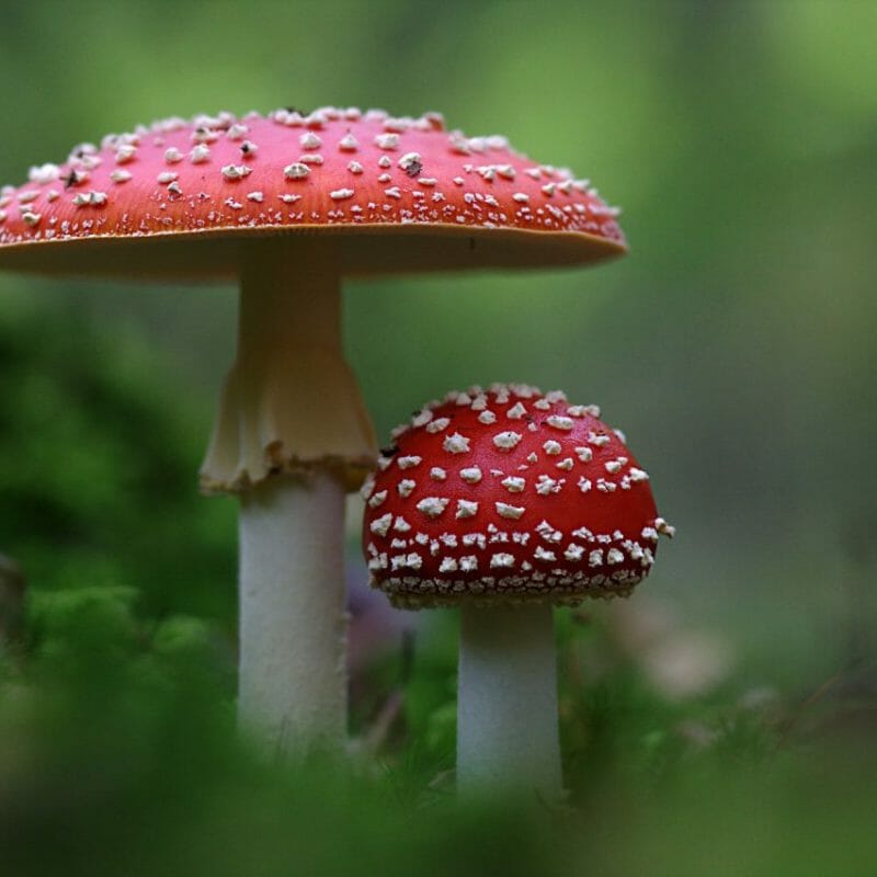 Magic Mushrooms Canada | Where To Buy Shrooms Canada