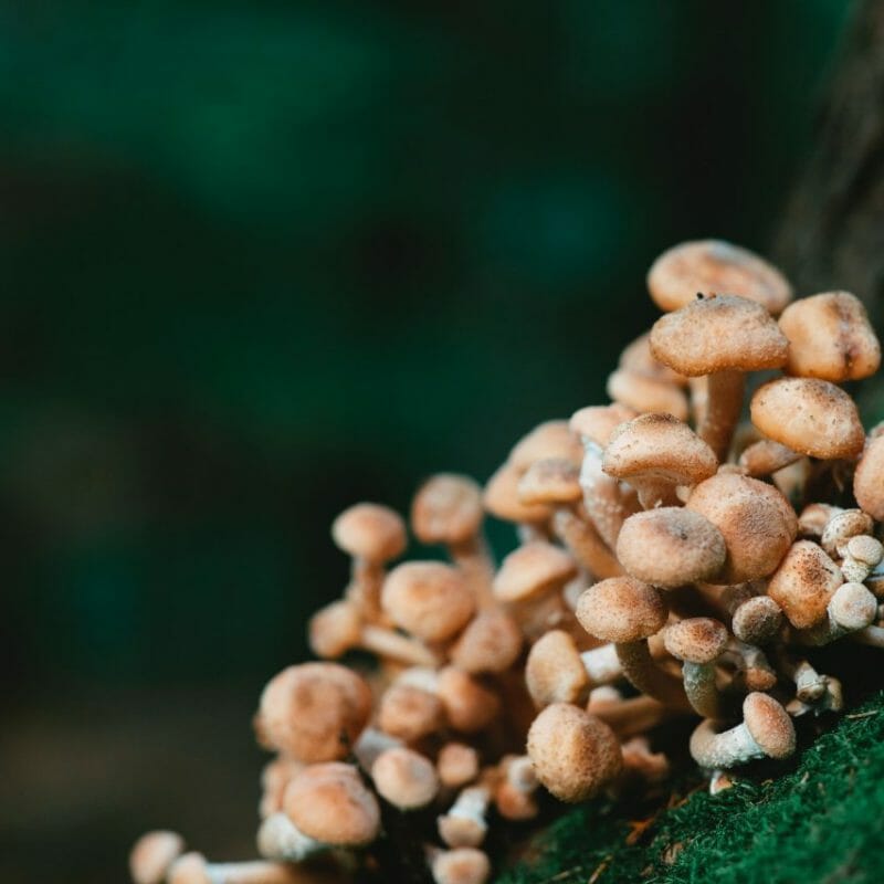 Mushroom Dispensary - Zoomies | Where To Buy Shrooms Canada