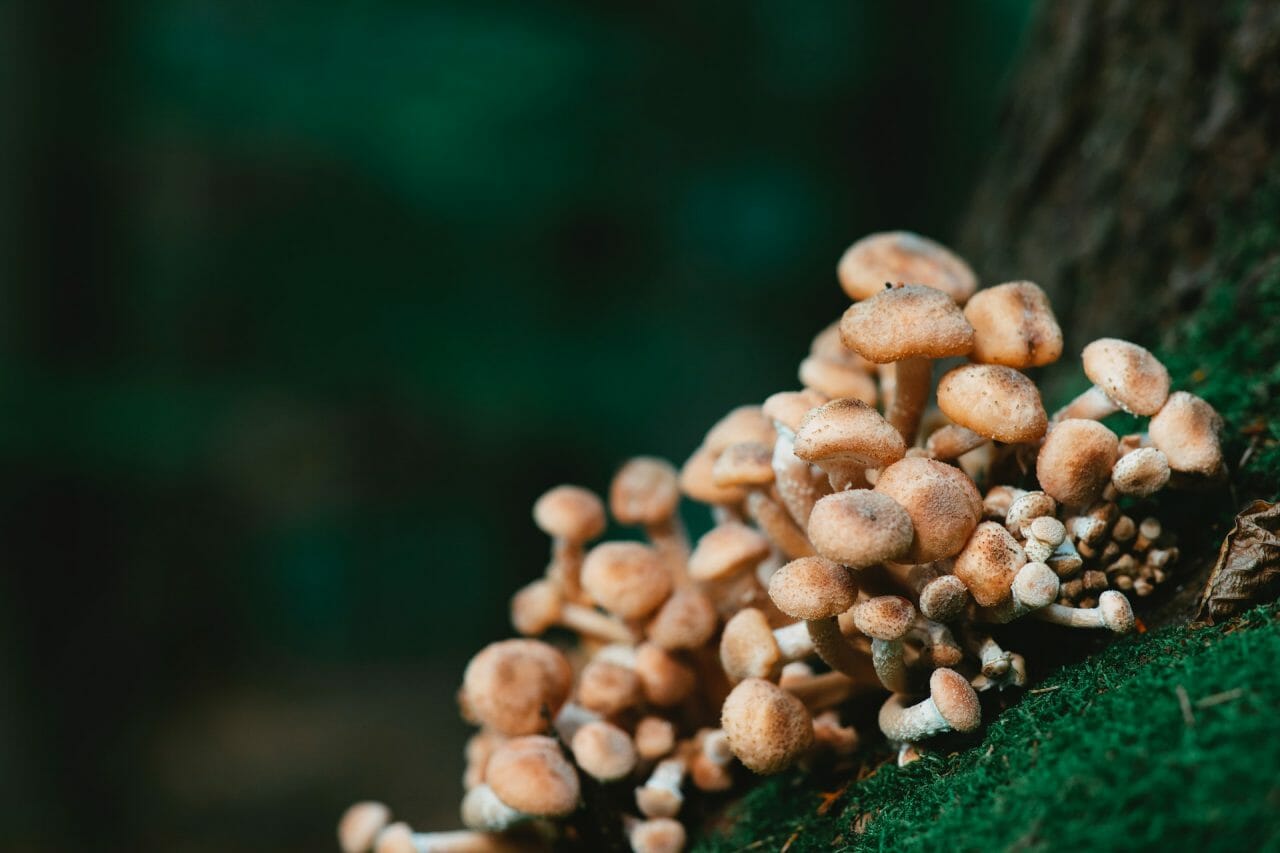 Exploring the Offerings of Mushroom Dispensary in Depression Treatment