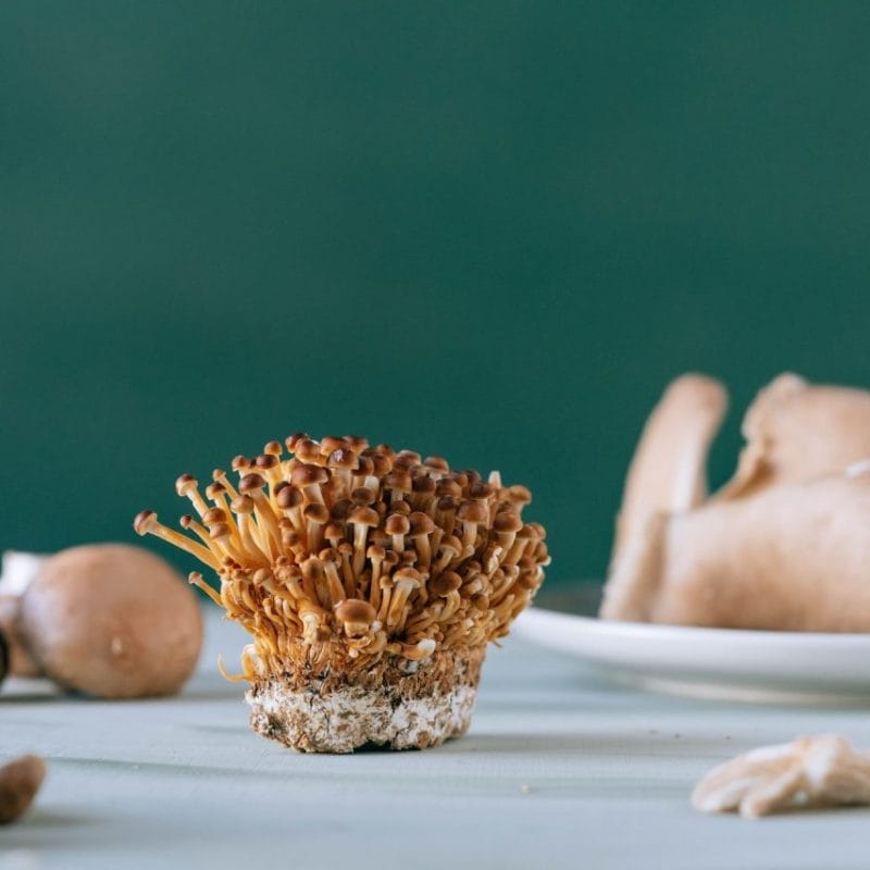 Buy Magic Mushroom | Where To Buy Shrooms Canada