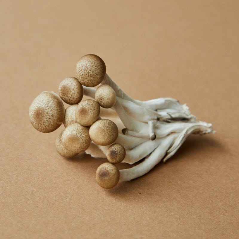 strongest mushroom strain | Where To Buy Shrooms Canada