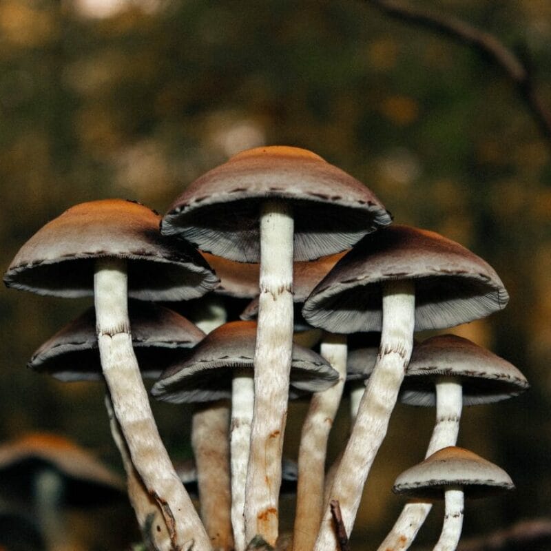 Microdose Mushrooms | Where To Buy Shrooms Canada