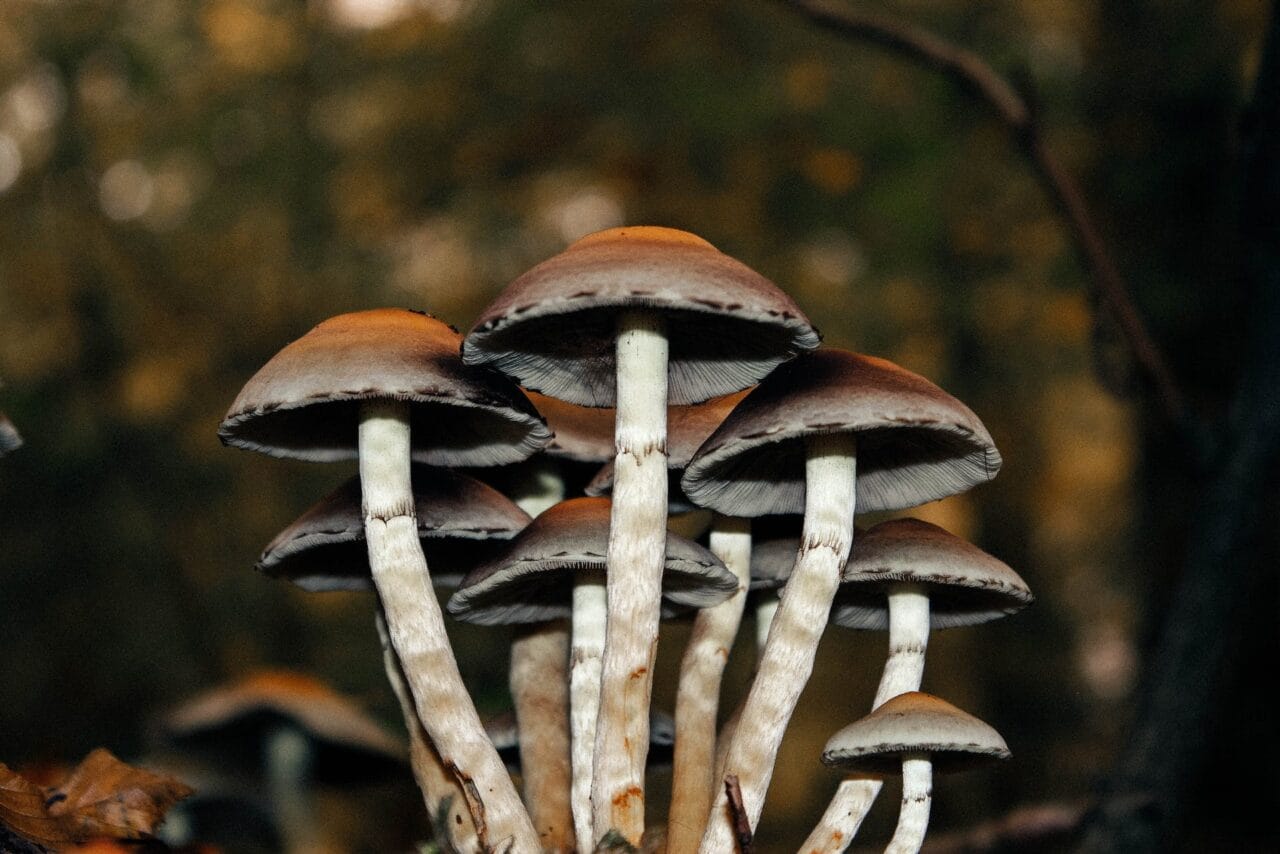 A Collection of Studies on Using Microdose Mushrooms to Alleviate Chronic Pain