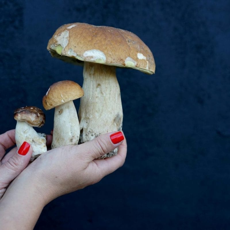 Shrooms Online | Where To Buy Shrooms Canada