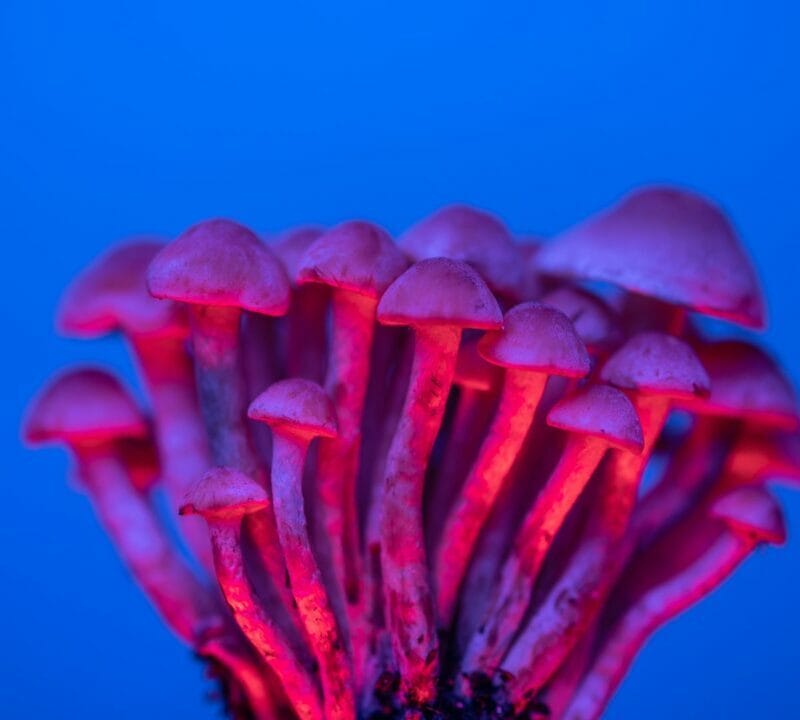 Shrooms Delivery in Canada | Where To Buy Shrooms Canada