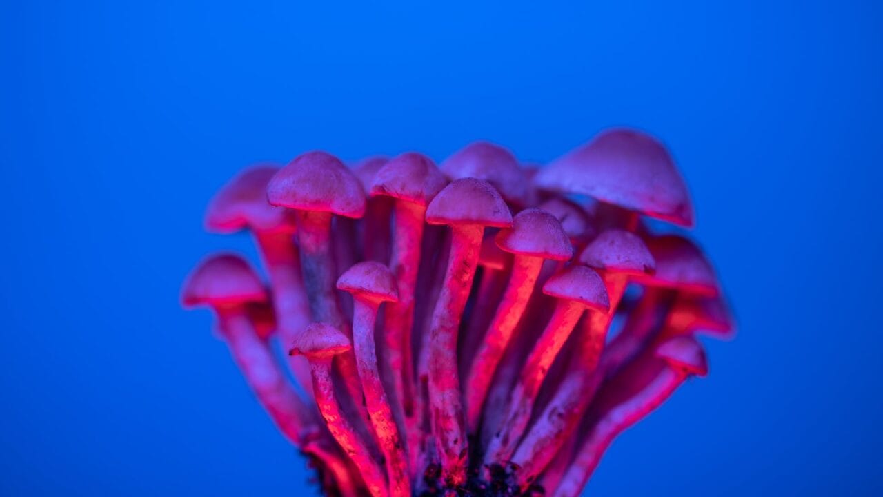 Delivery of Shrooms for Boosting Cognitive Functioning: A Deep Dive into the Advantages of Nootropics