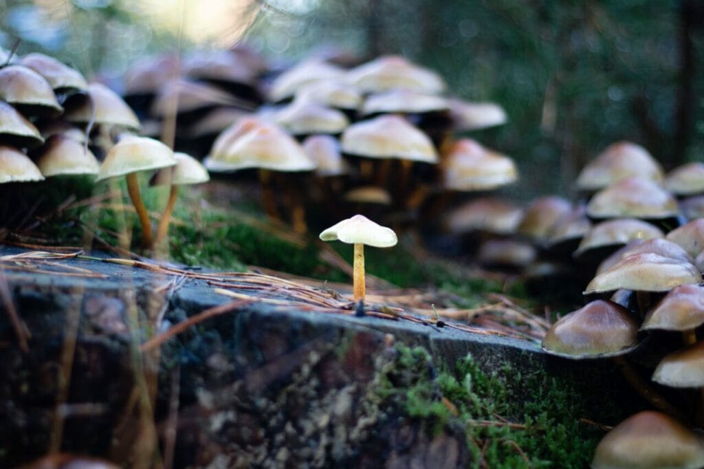 Shroom Delivery at Where To Buy Shrooms Canada