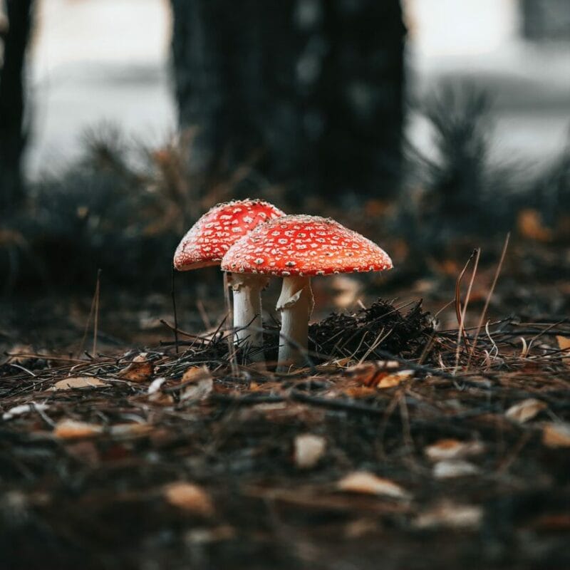 Shroom online delivery at Zoomies Canada | Where To Buy Shrooms Canada