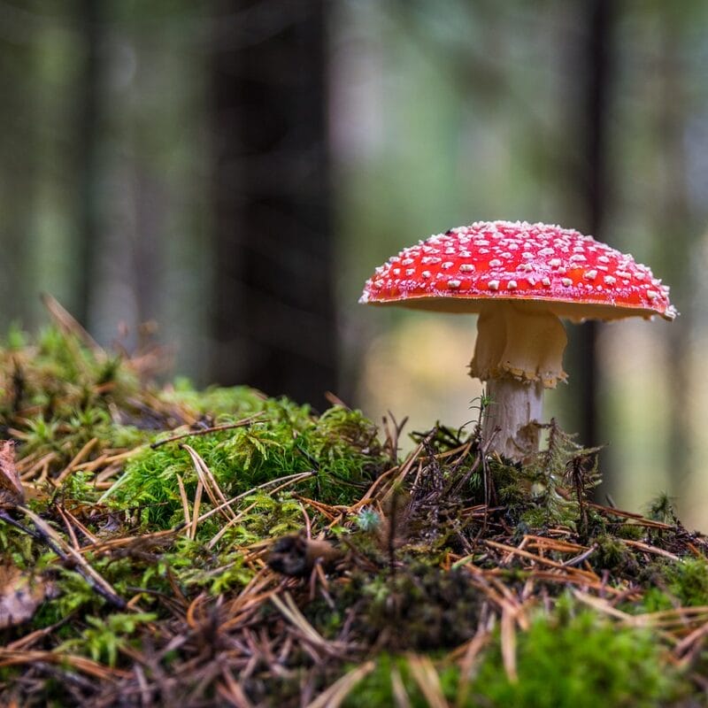 Shrooms Online in Canada | Where To Buy Shrooms Canada