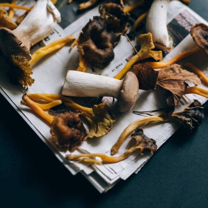 Mushroom chocolate at Zoomies Canada | Where To Buy Shrooms Canada