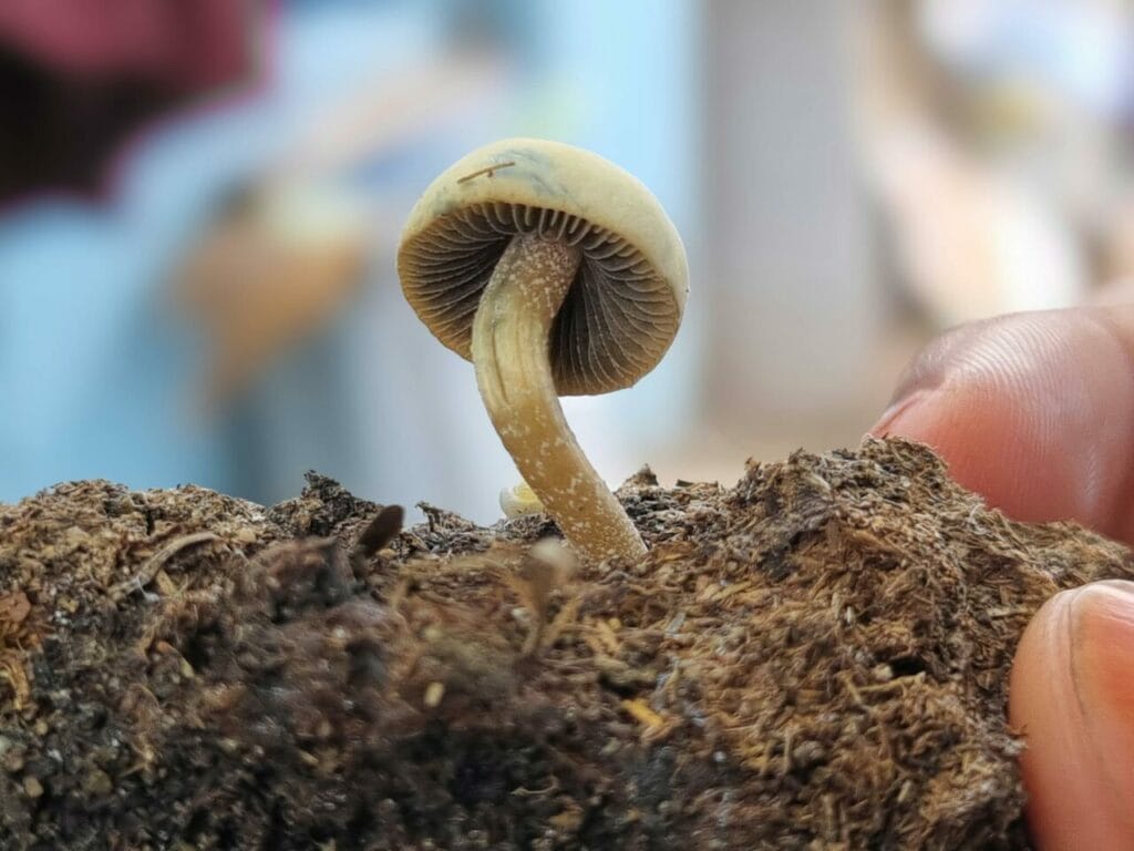 Athletes Opt for Psychedelics for Healing Post Serious Injuries Magic Mushroom Dispensary