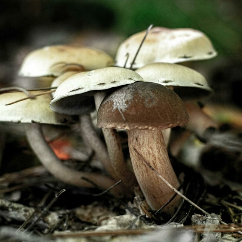 psilocybin mushroom | Where To Buy Shrooms Canada