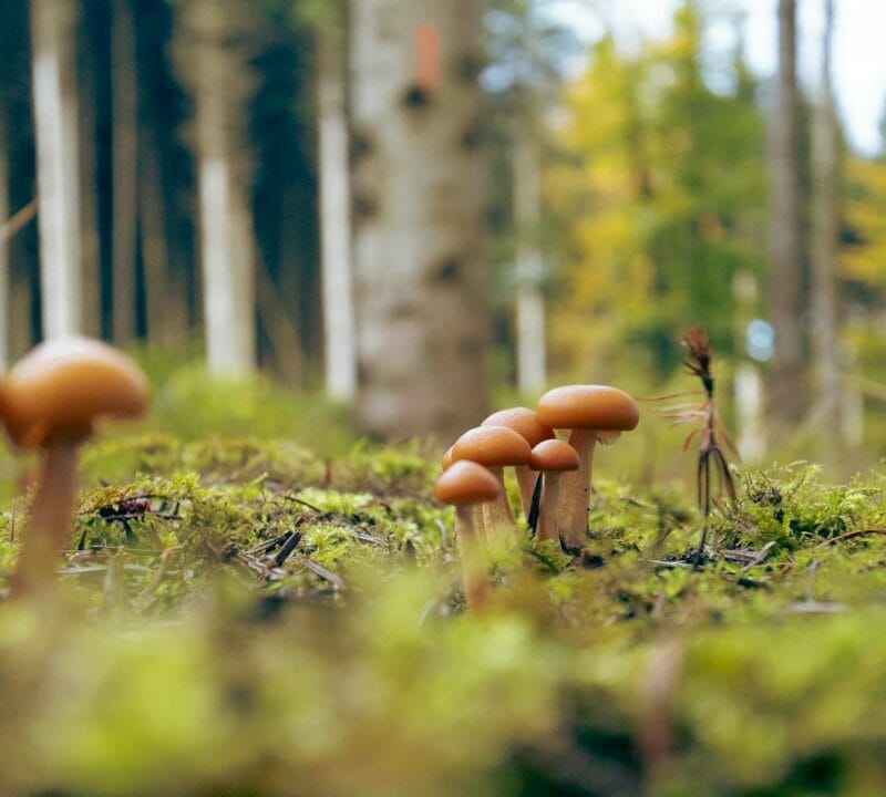 Magic Mushroom Dispensary | Where To Buy Shrooms Canada