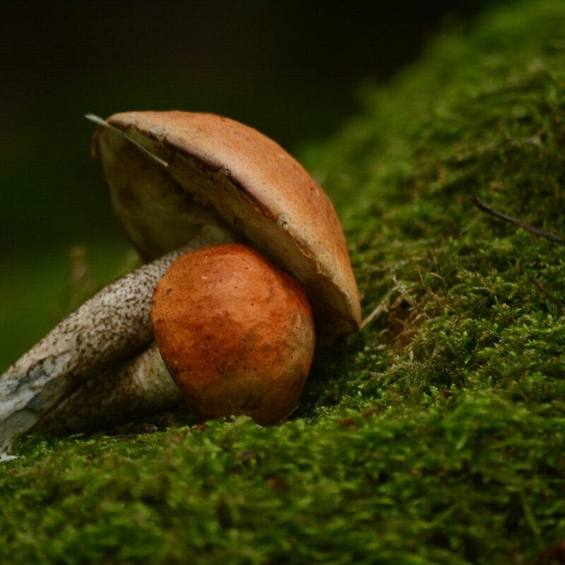 Mushroom Dispensary Vancouver | Where To Buy Shrooms Canada
