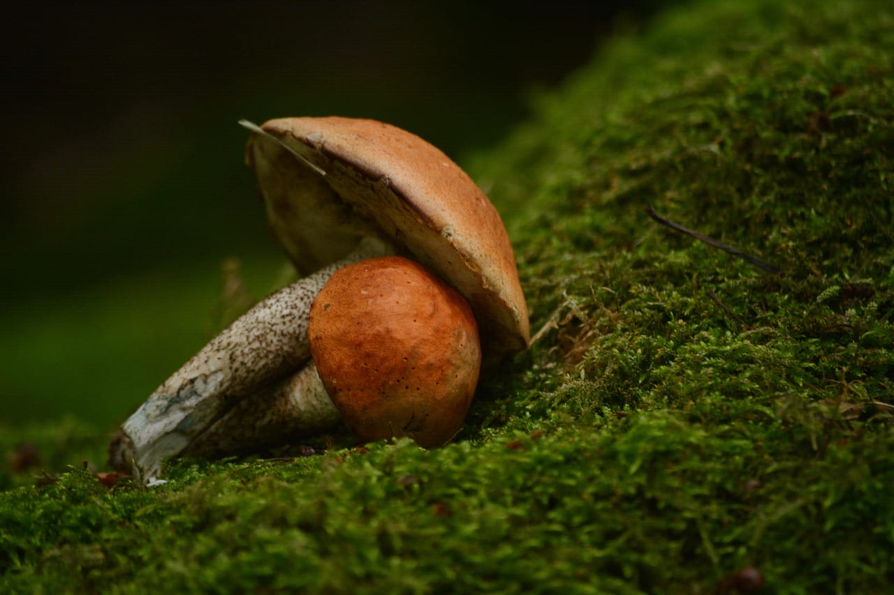 Vancouver’s Mushroom Dispensary: Five Fresh Mushroom Strains Worth Checking Out