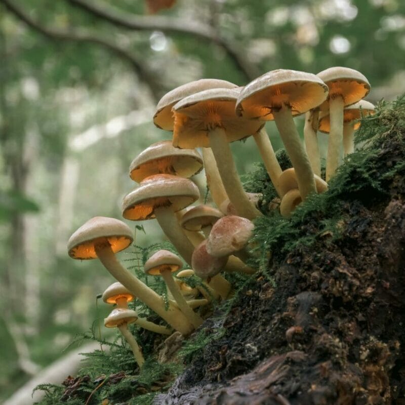 Shrooms online | Where To Buy Shrooms Canada