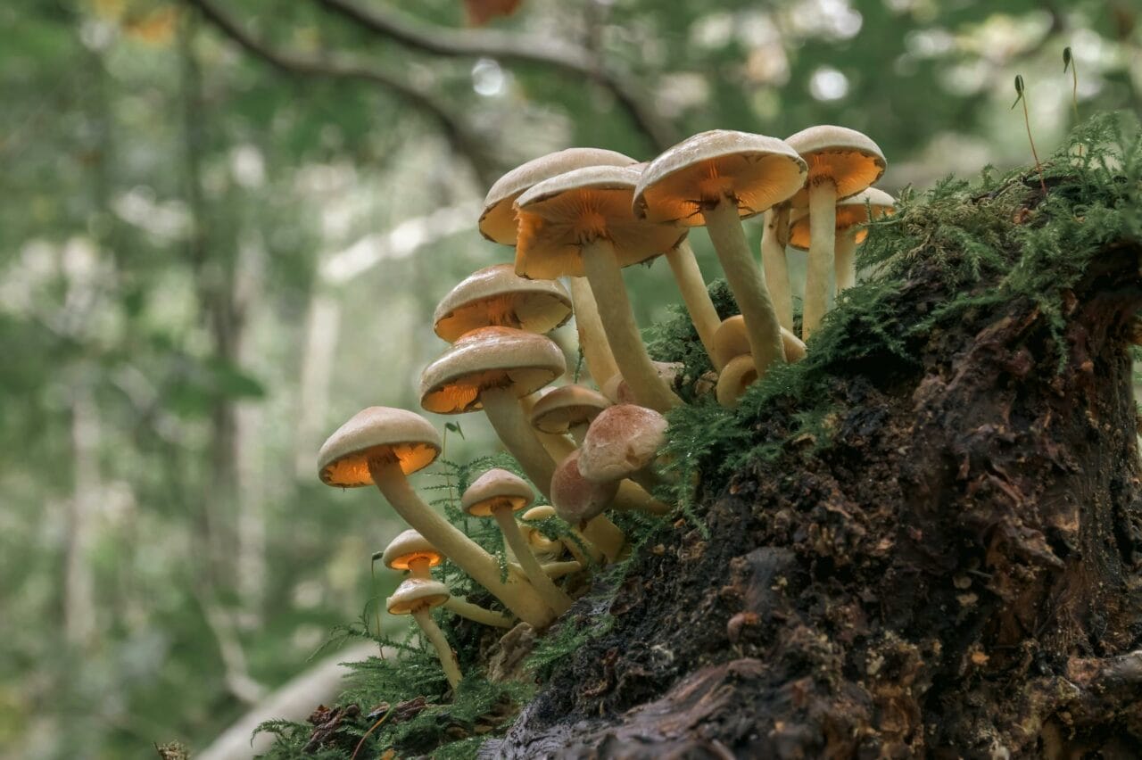 Magic Mushrooms Containing Psilocybin Enhance Sexual Function and Satisfaction