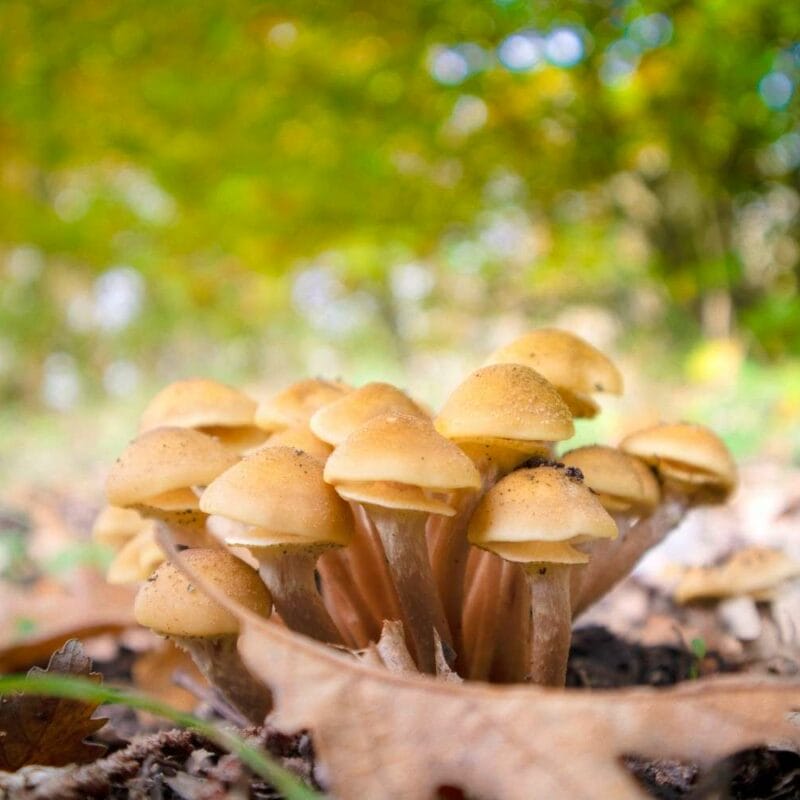 Shrooms Canada | Where To Buy Shrooms Canada