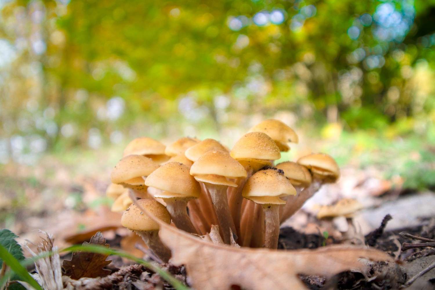 Psilocybin Mushrooms Expand Beyond Canada – The Rise of Microdosing as a Worldwide Trend