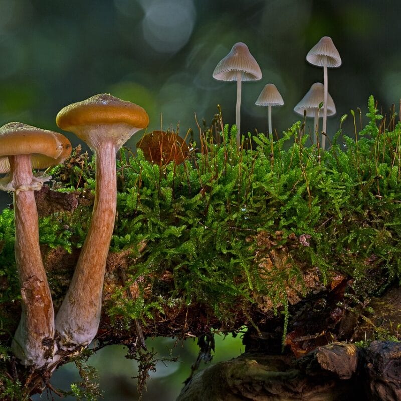 magic mushroom in Canada | Where To Buy Shrooms Canada