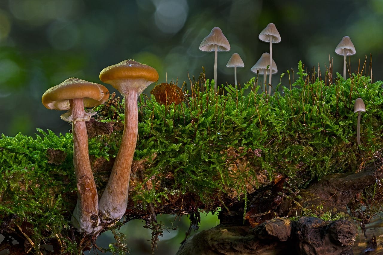 A Significant Majority of Canadians, 80%, Advocate for the Use of Psychedelic Mushrooms to Alleviate Existential Anxiety.