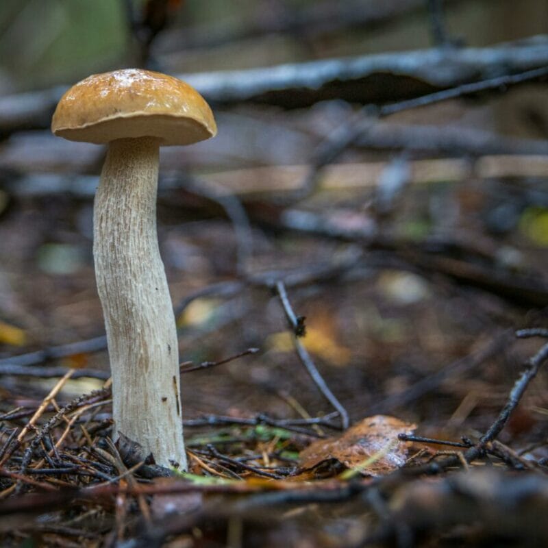 Shrooms online | Where To Buy Shrooms Canada